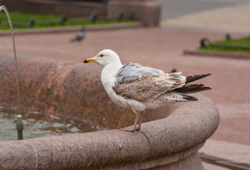 Seagull