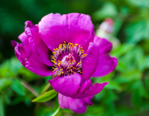 Naklejka premium Pink peony flower