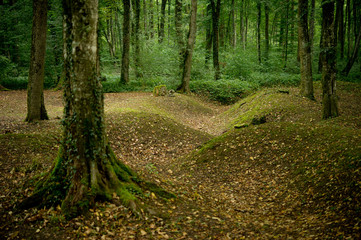 Bomkraters in de bossen rond Verdun, getuigen van de eerste wereldoorlog.