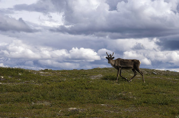 Naklejka premium Reindeer on the Swedish mountain plateau Flatruet near Funasdalen. 
