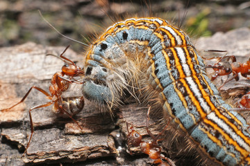 Caterpillar and ants
