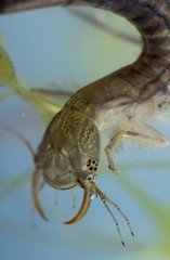 Predacious diving beetles beetle larva. Dytiscidae. Close-up, portrait.