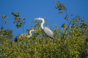 Two gray heron sitting on a birch with green leaves. Against the background of the blue sky.