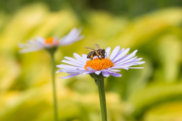Obraz premium active honey bee collecting pollen and nectar from purple blooming marguerite flower in summer garden