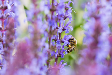 honey bee collecting fresh healthy nectar from blooming salvia flower