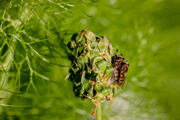 Les guêpes copulant sur une plante