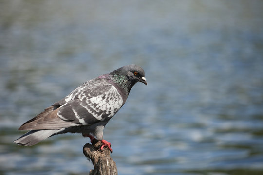rock pigeon (Columba livia domestica) sitting on a piece of wood