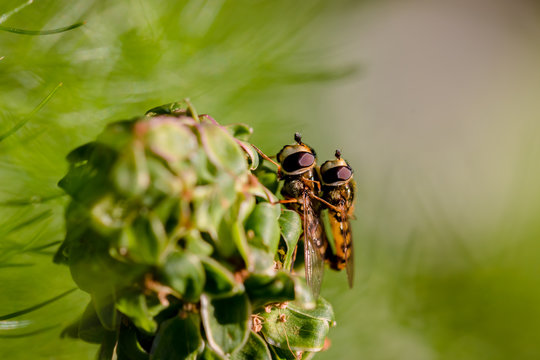 Les gu&ecirc;pes copulant sur une plante