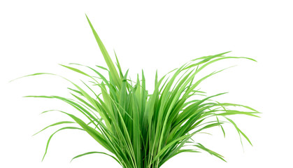 Green grass closeup isolated on white
