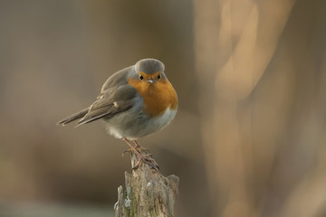 European Robin