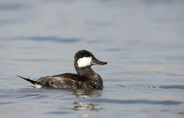 Ruddy duck