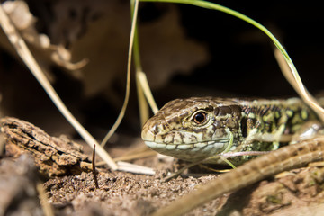 sand lizard