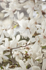 Magnolia flowers in spring garden