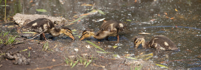 nestling Mallard ducks (Anas platyrhynchos) looking for food on the edge of the pond