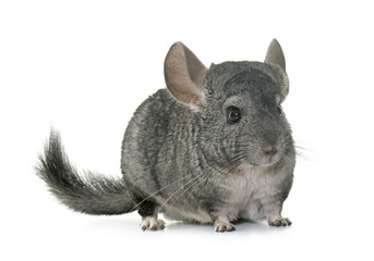 chinchilla in studio
