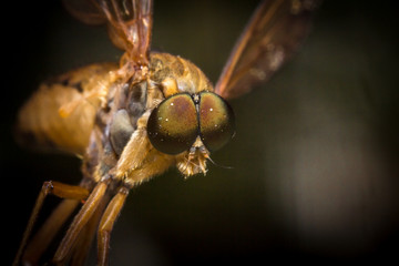 Flying Horse Fly © Ezume Images