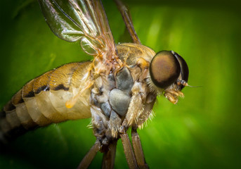 Flying Horse Fly © Ezume Images