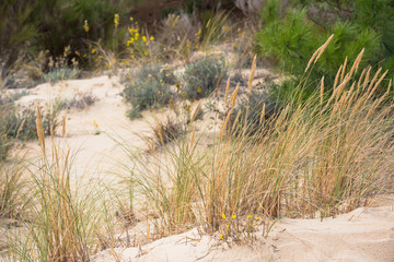 Naklejka na ściany i meble Sand dunes at the ocean beach in France