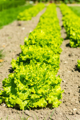 Cultivated field: fresh green salad bed rows