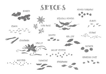 Spices. Hand drawn spices and herbs made in vector. Cinnamon, pepper, cardamon, ginger, bay leafs and other spices. Vector. Isolated