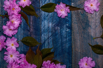 Pink cherry sakura flowers frame