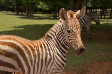 Fototapeta na wymiar Baby zebra in meadow with mother 