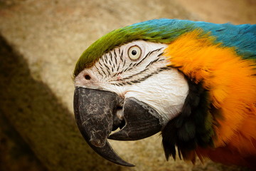 fröhlicher blauer Papagei