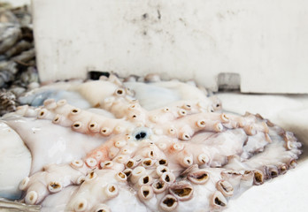 Fresh octopus at street fish market