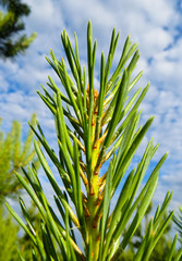 Needles on a branch of the fir tree