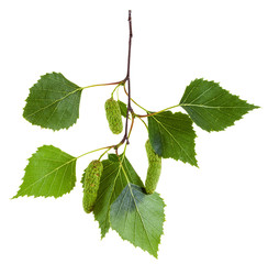 Obraz premium gałązka brzozy z zielonymi liśćmi i baziami