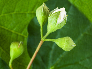 white bud of Honeysuckle plant close up