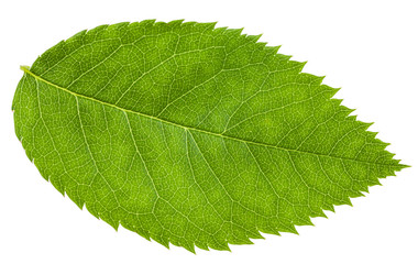 green leaf of rosa canina (dog-rose) isolated