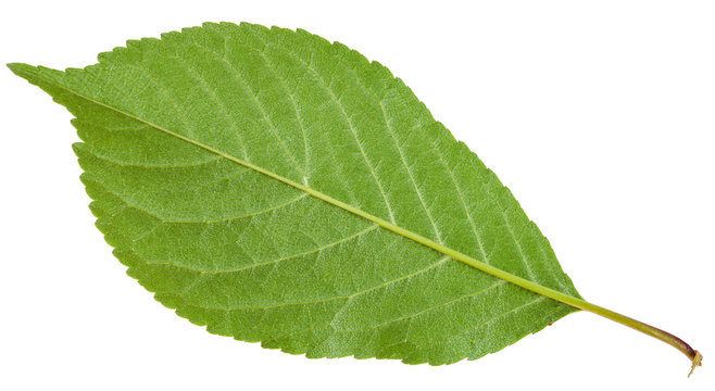 back side of Prunus padus green leaf isolated