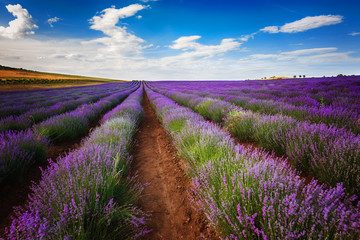 Fototapeta na wymiar Lavender field at Bulgaria