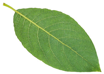 back side of green leaf of Sallow willow isolated