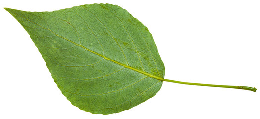 Fototapeta premium back side of green leaf of black poplar isolated