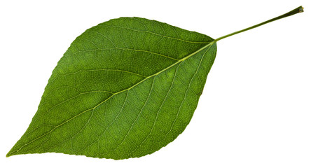 green leaf of Populus canadensis poplar isolated