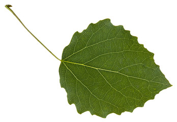 Fototapeta premium liść drzewa osiki (Populus tremula) samodzielnie