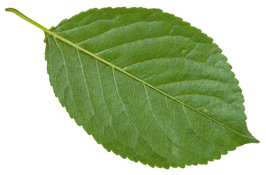 back side of green leaf of wild cherry tree