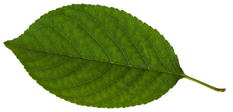 green leaf of Prunus (plum) tree isolate