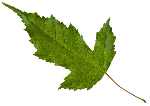 green leaf of Acer tataricum maple tree isolated