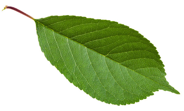 Prunus padus green leaf isolated