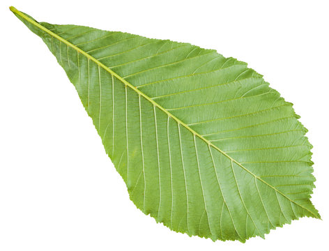 back side of Aesculus (horse chestnut) green leaf