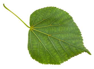 Naklejka premium back side of green leaf of Tilia cordata tree