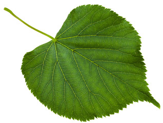 Naklejka premium zielony liść drzewa Tilia platyphyllos na białym tle