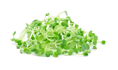 Growing microgreens on white background