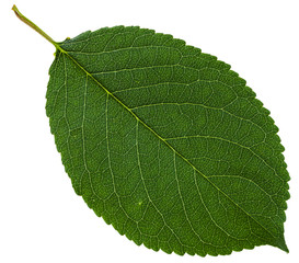 Fototapeta premium green leaf of wild cherry tree isolated