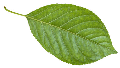 back side of green leaf of Prunus (plum) tree