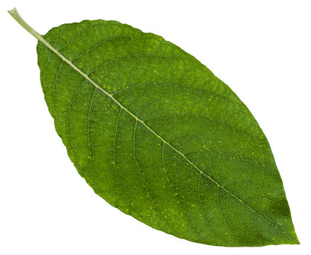 green leaf of Sallow willow isolated