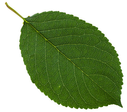 green leaf of wild cherry tree isolated